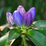 Gentiana andrewsii 